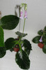 chirita Heterotrichia