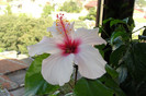 hibiscus Apple Blossom