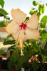 hibiscus Fort de France
