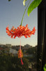 hibiscus Schizopetalus