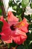 hibiscus Versicolor