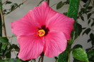hibiscus Cairo Rosa