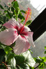 hibiscus Natal