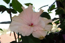 hibiscus Annelie