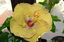 hibiscus Kattie Jones