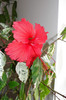 hibiscus Surinam