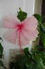 hibiscus Pink Wings