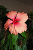 hibiscus Pink Shower Sport