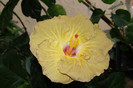 hibiscus Suntan