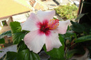 hibiscus Apple Blossom