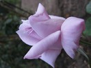 IMG_2809