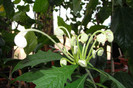 clerodendron Sellengii