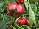 SDC12350