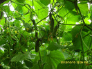 SDC12330