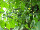 SDC12334