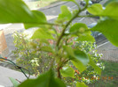 i-au aparut floricelele