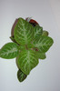 episcia Faded Jade