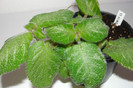 episcia Lilacina F Viridis
