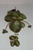 episcia Inna