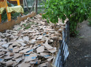 Strat inalt pentru capsuni 27 Septembrie 2012