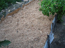 Strat inalt pentru capsuni 27 Septembrie 2012