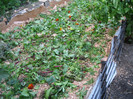 Strat inalt pentru capsuni 27 Septembrie 2012