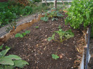 Strat inalt pentru capsuni 27 Septembrie 2012
