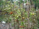 Octombrie 2012 008