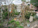 Rosiile nu se dau batute 12 Octombrie 2012