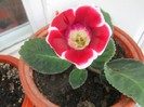 Gloxinia..