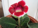 Gloxinia.