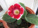 Gloxinia