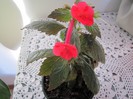 Achimenes - Multumesc isimona