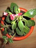 Achimenes orange delight - Multumesc isimona