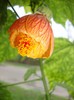 foto 264