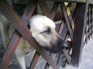 14.10.2012 .."sunt vigilenta oricum"