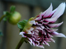 Dalie Tartan , de la Atlasplants