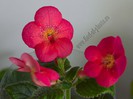 Achimenes Aquarius