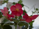Achimenes Aquarius