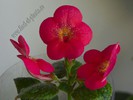 Achimenes Aquarius
