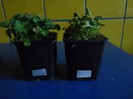 Campanula poscharskyana, Campanula garganica Major