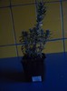 Lavandula angustifolia " Lavance Purple"