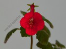 Achimenes Exotic