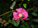 DSCN9103 oct.15, 16