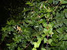 DSCN9106