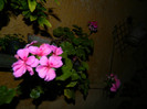 DSCN9150