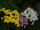 DSCN9168