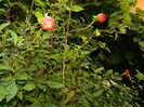 DSCN9172