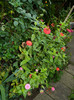 DSCN9174