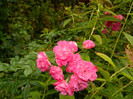 DSCN9176
